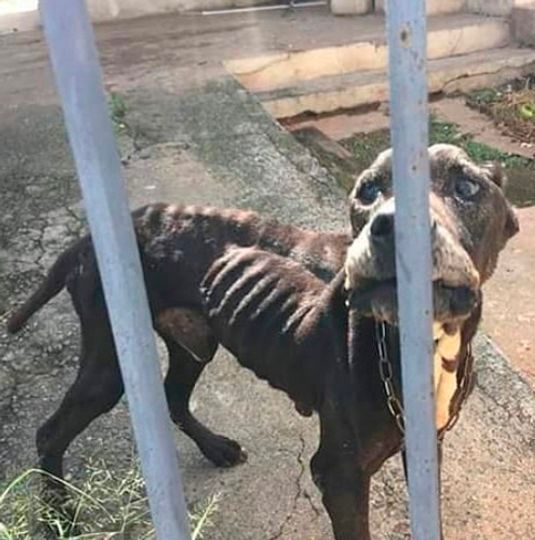 Cão em estado grave de desnutrição resgatado pela FUNDAÇÃO PATINHA FELIZ, com costelas aparentes