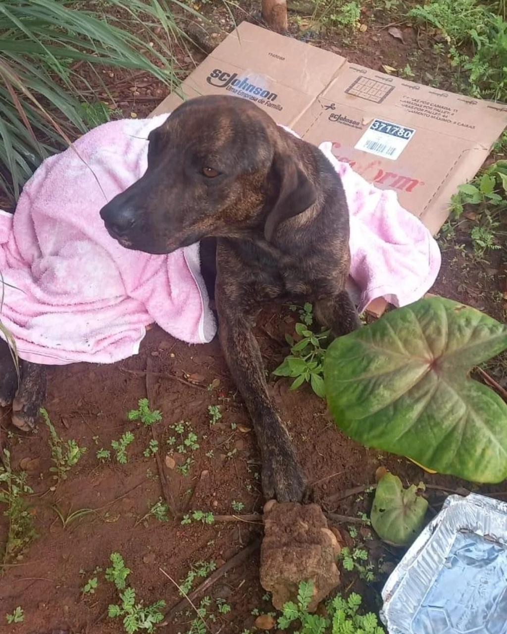 THOR, cão resgatado pela FUNDAÇÃO PATINHA FELIZ
