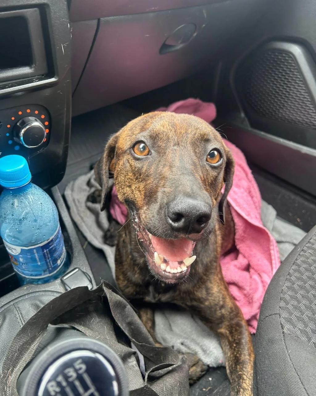 Cão resgatado pela FUNDAÇÃO PATINHA FELIZ dentro de um carro, olhando com esperança