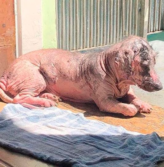 Cão resgatado pela FUNDAÇÃO PATINHA FELIZ com doença de pele grave, sem pelagem em grande parte do corpo